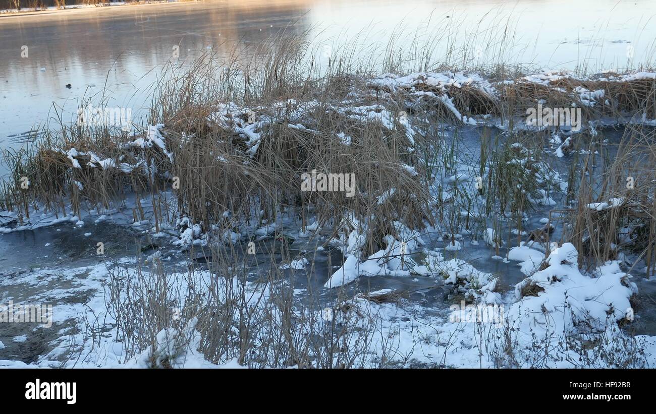 Erba secca nella neve ghiaccio acqua di fiume paesaggio natura Foto Stock