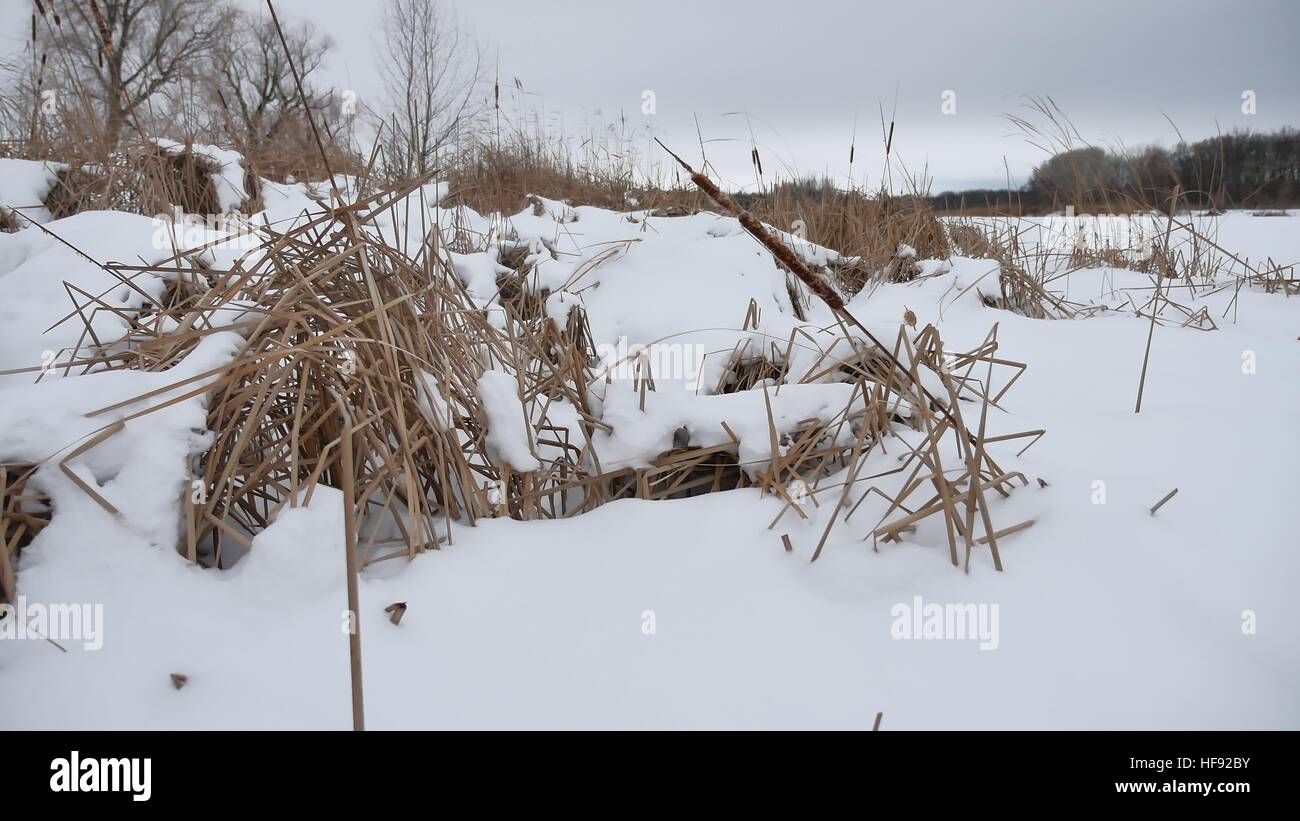 Erba secca nella neve sulle rive di un fiume canne incantevole paesaggio invernale Foto Stock