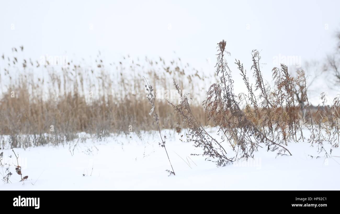 Erba secca oscilla nel vento in inverno Neve Natura Di Paesaggio Foto Stock