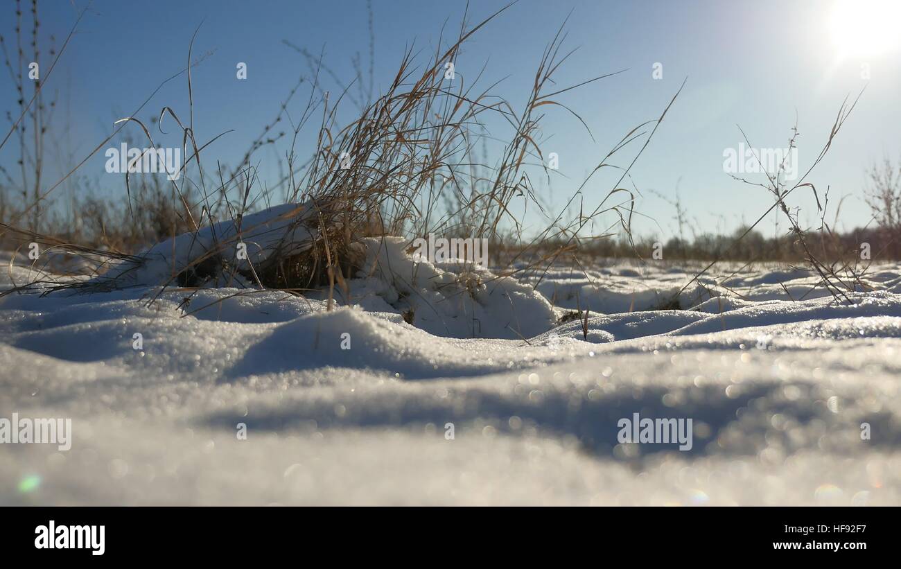 Erba secca oscilla nel vento neve invernale natura paesaggio steppa di campo Foto Stock