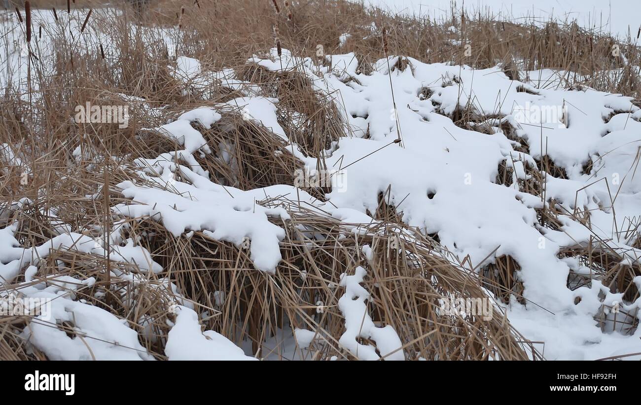 Erba secca nella neve su un fiume d'inverno reeds bellissimo paesaggio Foto Stock