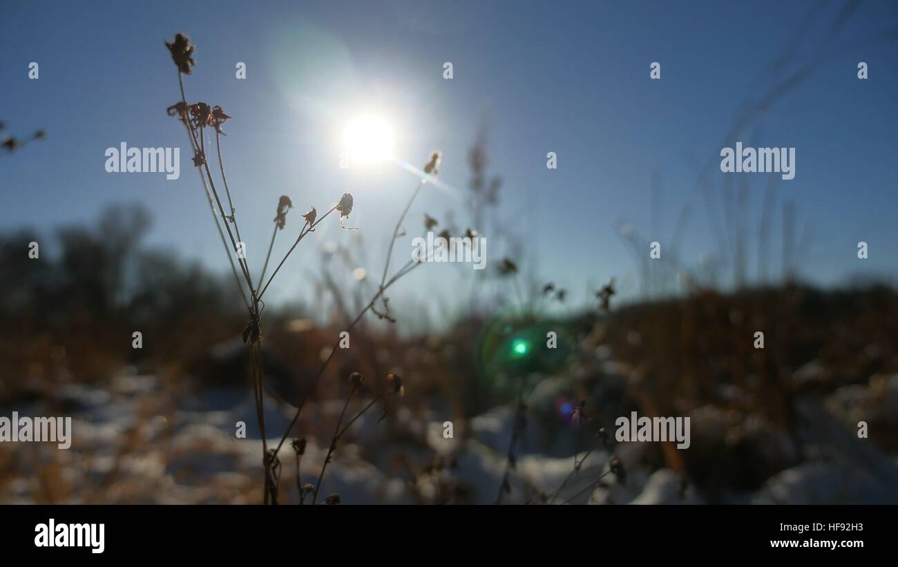 Inverno secco erba del campo di neve paesaggio neve natura Foto Stock