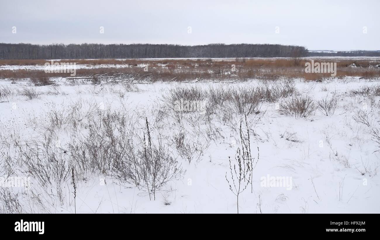 Campo invernale di erba secca nella neve natura paesaggio bellissimo sfondo Foto Stock