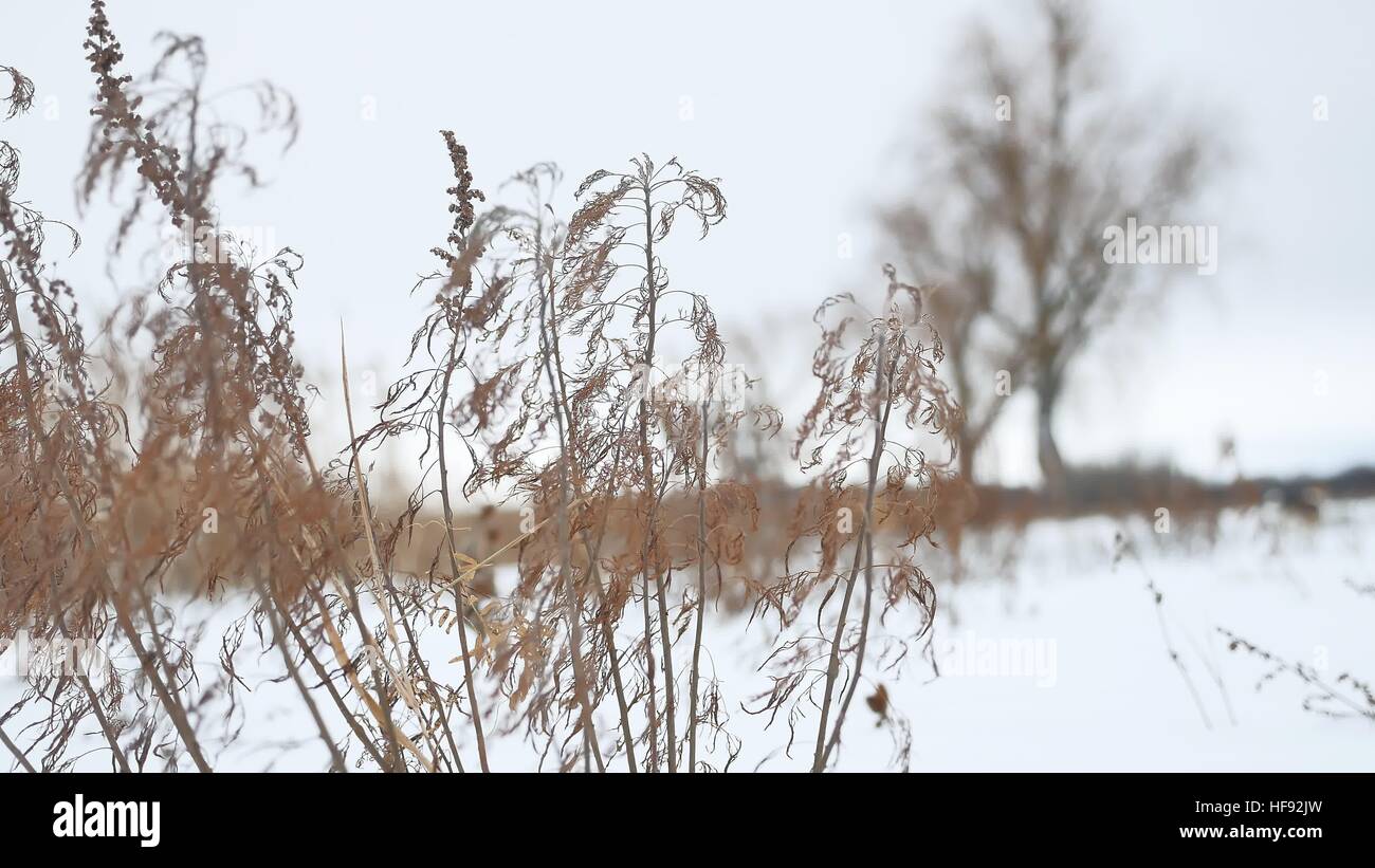 Erba secca oscilla nel vento in snow landscape natura invernale Foto Stock