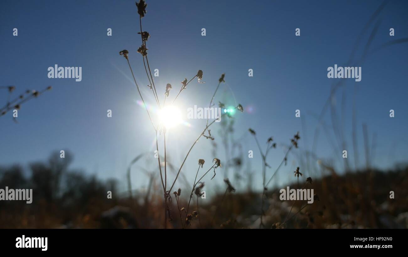 Inverno silhouette erba secca nel campo di neve paesaggio neve natura Foto Stock