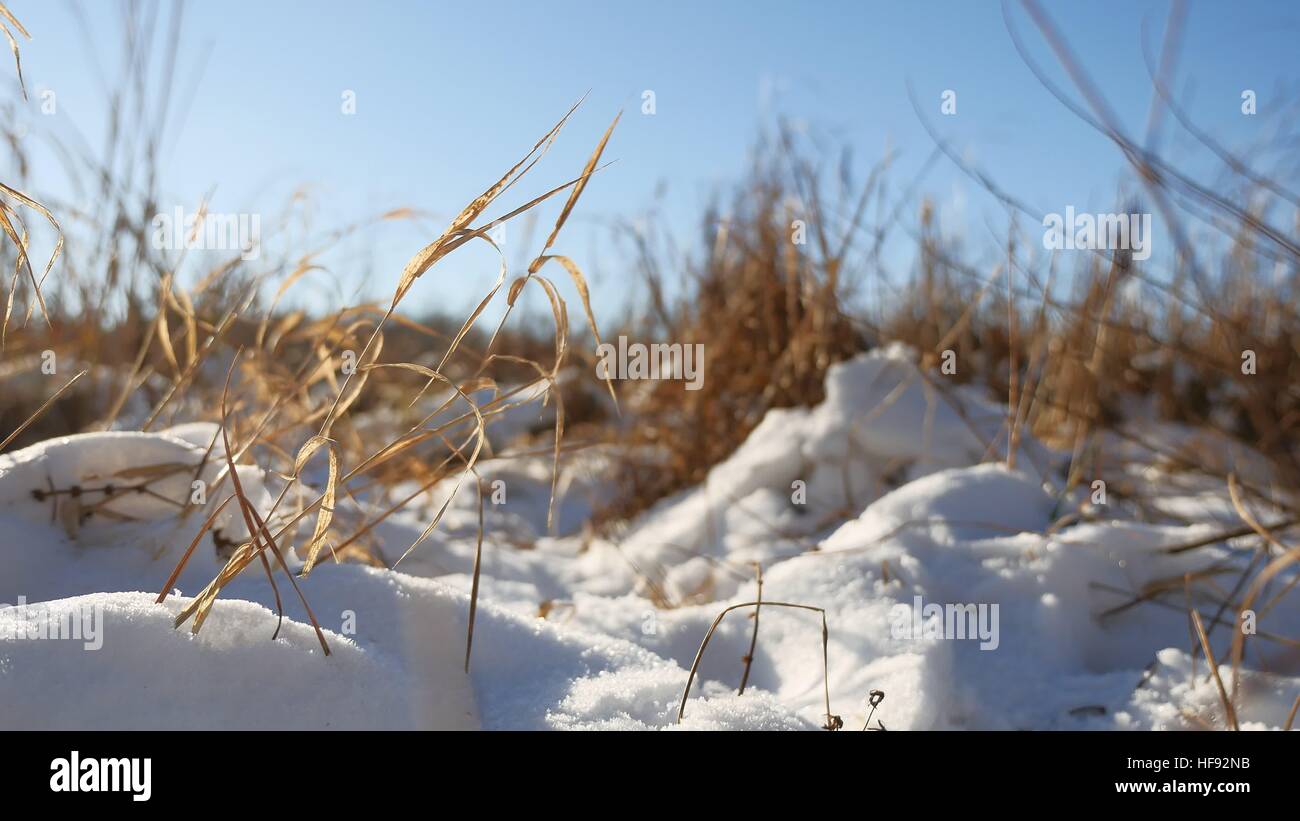 Inverno erba secca paesaggio nel campo di neve natura neve Foto Stock