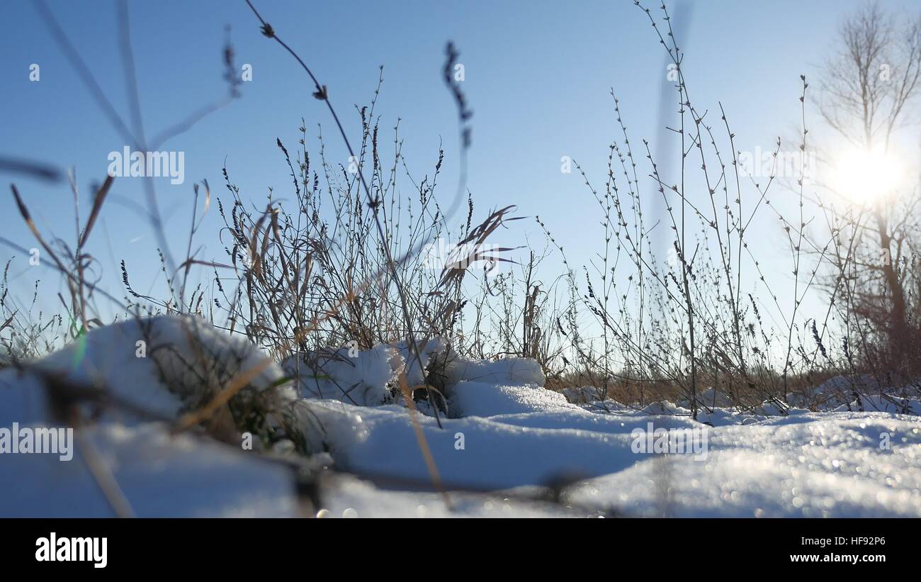 Erba secca oscilla nel vento neve invernale natura paesaggio steppa di campo Foto Stock