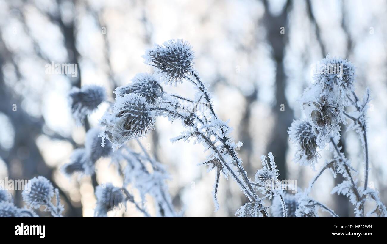 Congelati thorn nella neve invernale di erba secca invernale sulla neve natura foresta paesaggio Foto Stock