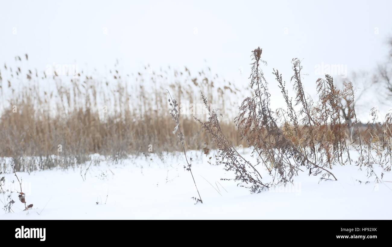 Erba secca oscilla nel vento in inverno Neve Natura Di Paesaggio Foto Stock