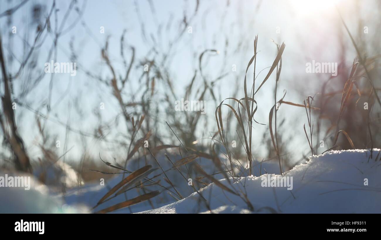 Erba secca oscilla nel vento neve invernale natura paesaggio Foto Stock
