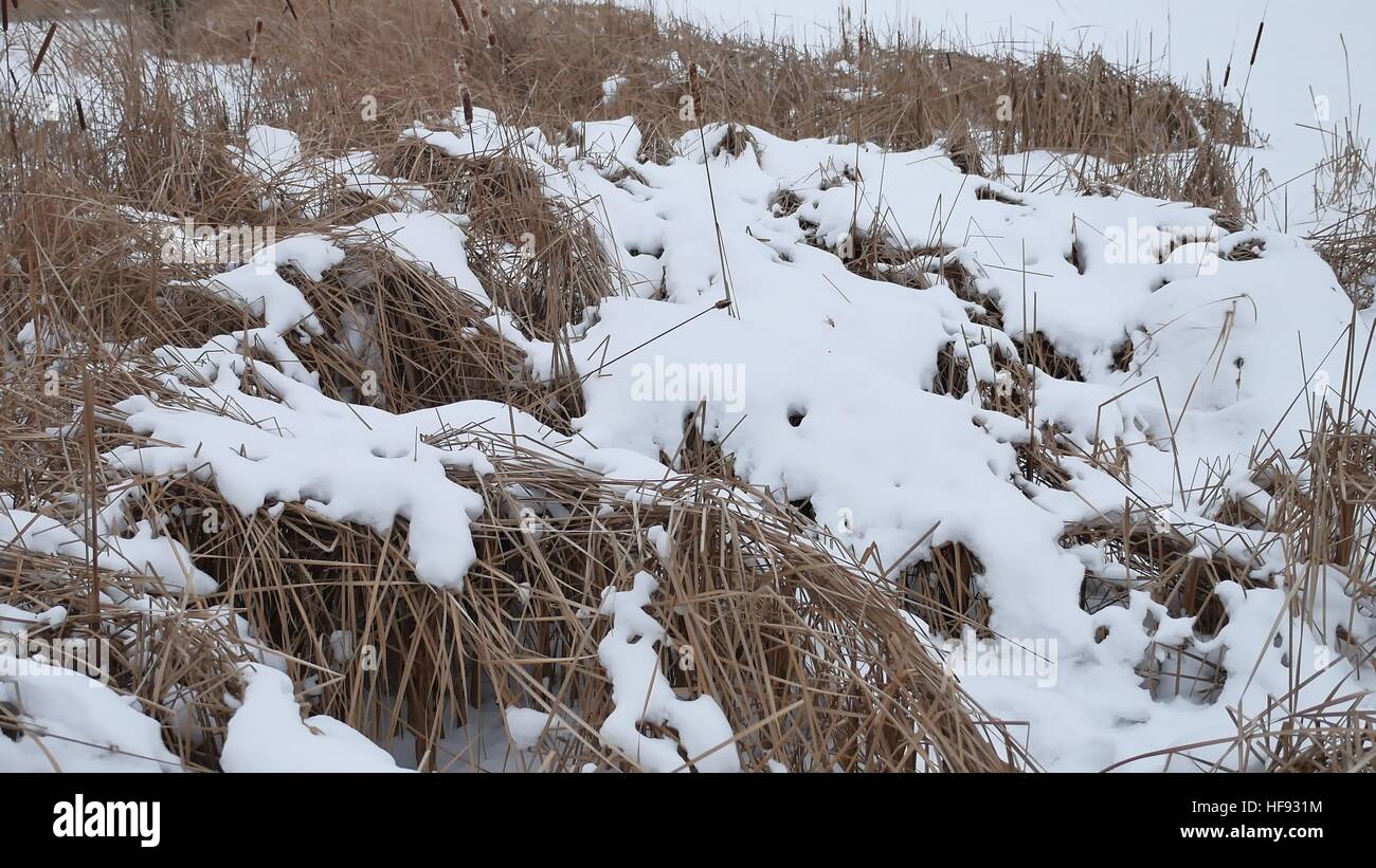 Erba secca nella neve su un fiume d'inverno reeds bellissimo paesaggio Foto Stock