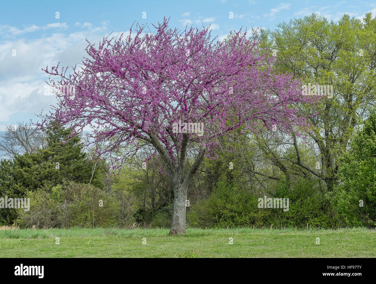 Redbud albero. Foto Stock