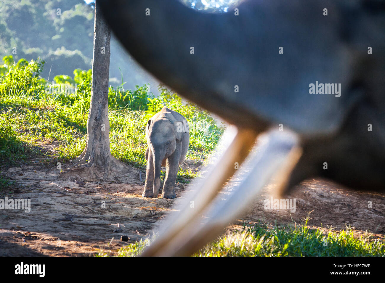 Elefanti di Sumatra in Bukit Barisan National Park, Indonesia. Foto Stock