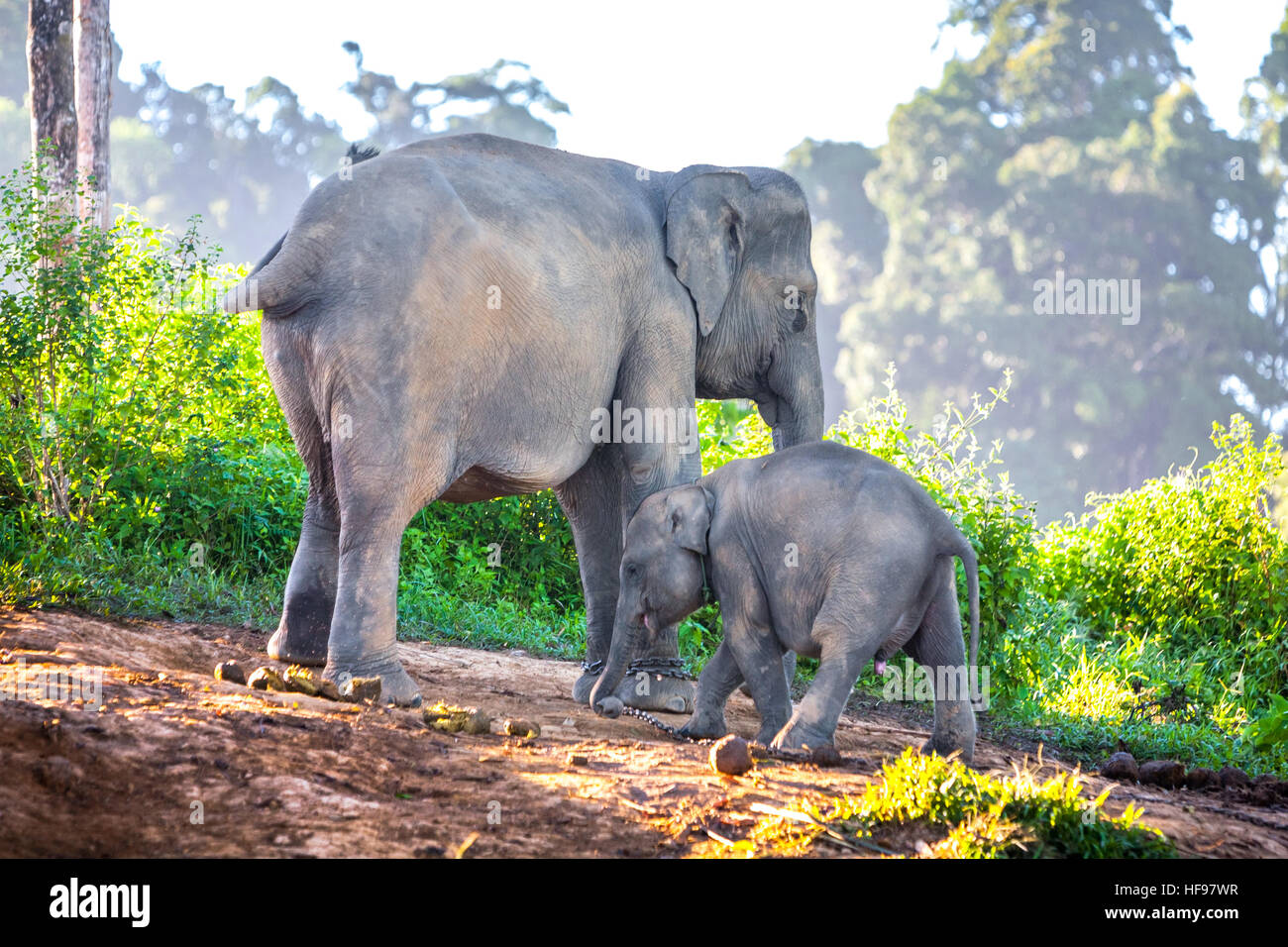 Elefanti di Sumatran nel Parco Nazionale di Bukit Barisan Selatan, Sumatra, Indonesia. Foto Stock