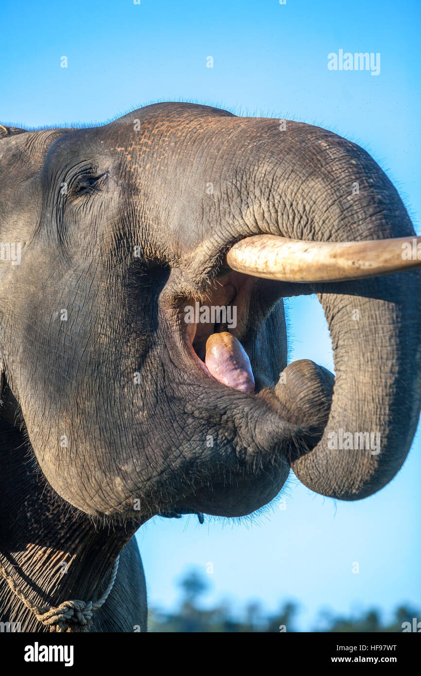 Un elefante di Sumatran in un accampamento di elefanti per pattugliamento della foresta nel Parco Nazionale di Bukit Barisan a Sumatra, Indonesia. Foto Stock