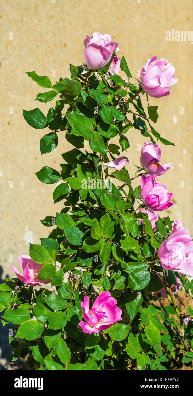 Knock Out Rose. Foto Stock
