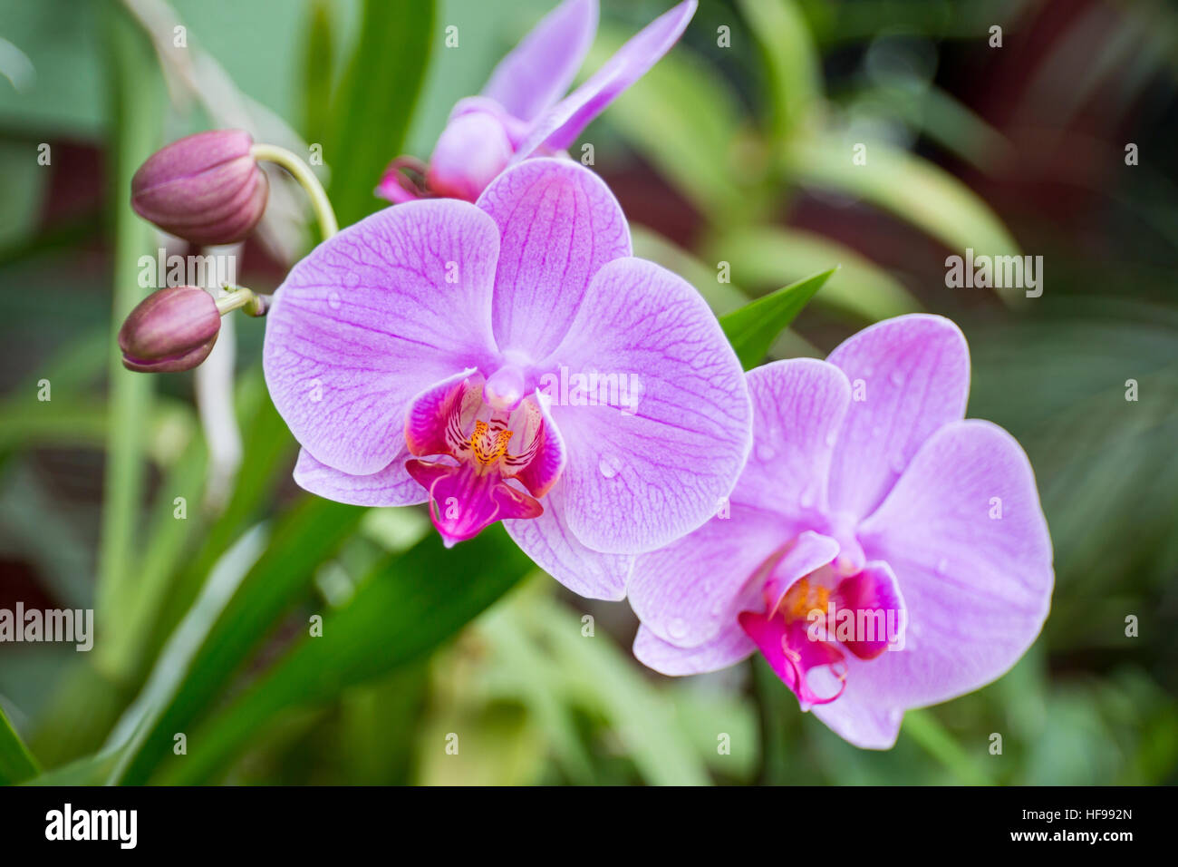 Orchidee in fiore nel giardino botanico, (Orchidaceae), Kandy, orchidea, Sri Lanka, Asia Foto Stock