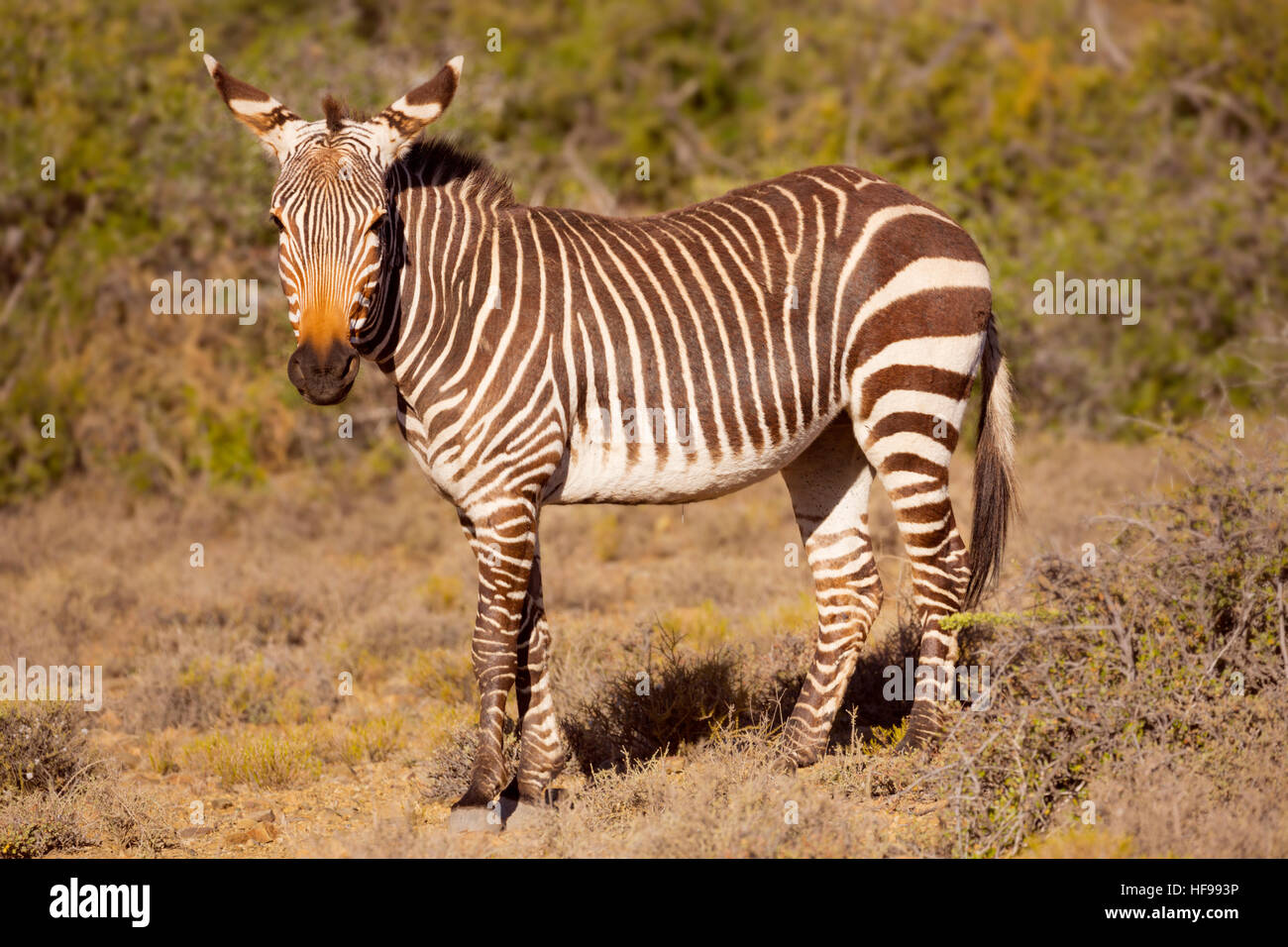 Un capo di Zebra di montagna nel Karoo National Park in Sud Africa. Foto Stock