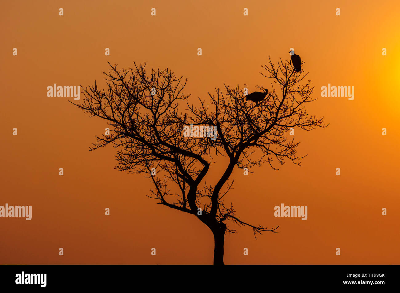 Silhouette di due avvoltoi seduti in una struttura ad albero al tramonto, Sud Africa e Africa Foto Stock