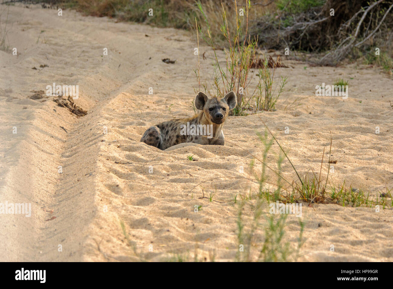 Spotted hyena (Crocuta crocuta), noto anche come il ridere iena, poggiante su una strada di sabbia in Sud Africa e Africa Foto Stock