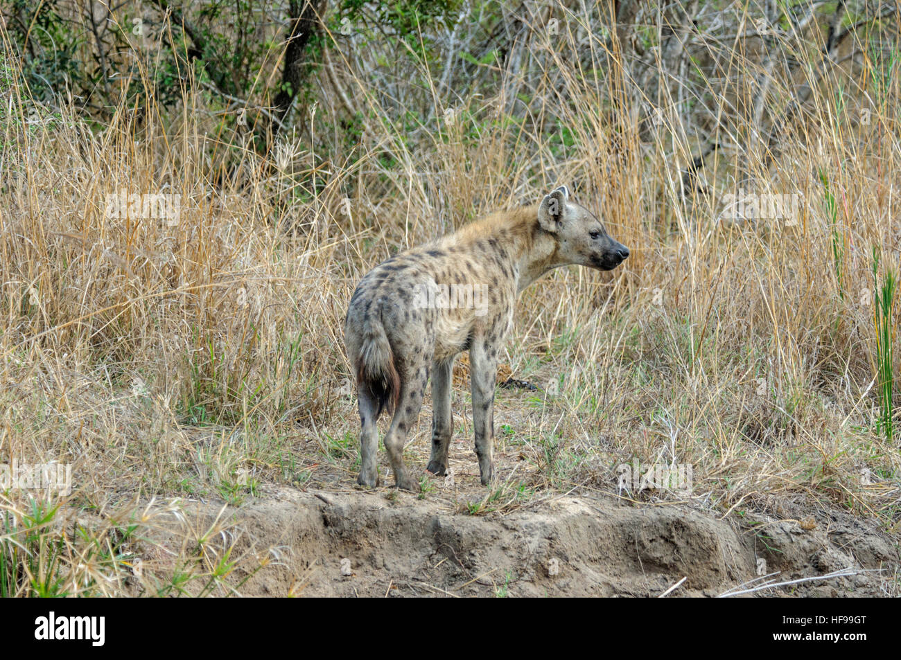 Spotted hyena (Crocuta crocuta), noto anche come il ridere iena, Sud Africa e Africa Foto Stock
