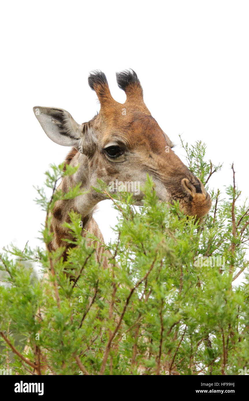 Close-up verticale di un sudafricano giraffe (Giraffa giraffa giraffa), noto anche come il Cape giraffe, pascolo tree-foglie apicali Foto Stock