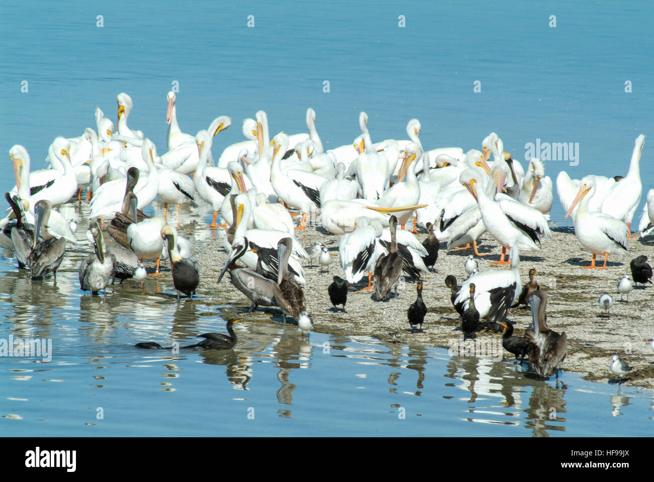 Uccelli sull'Isola de los Pajaros di Holbox, Messico Foto Stock