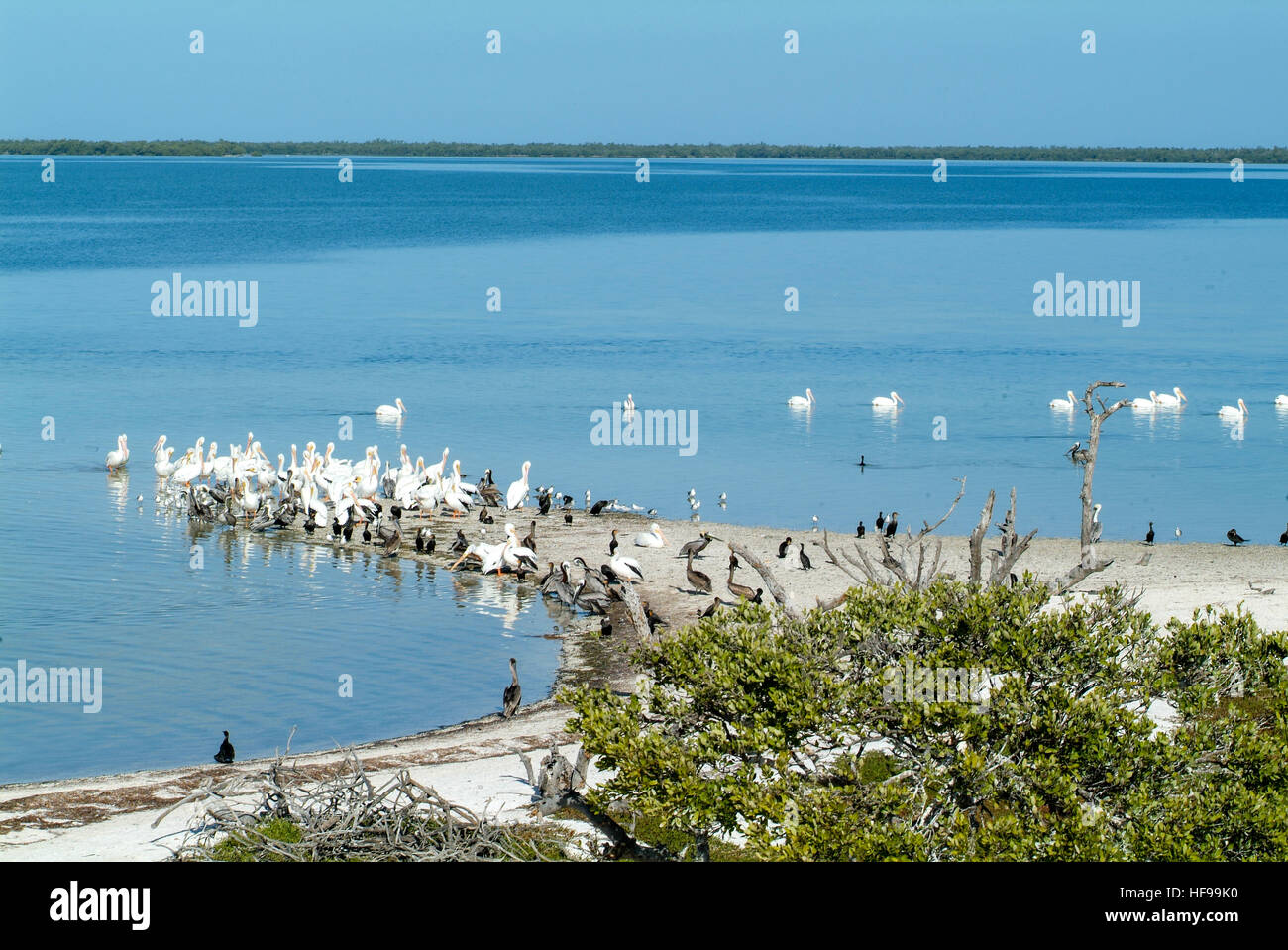 Uccelli sull'Isola de los Pajaros di Holbox, Messico Foto Stock