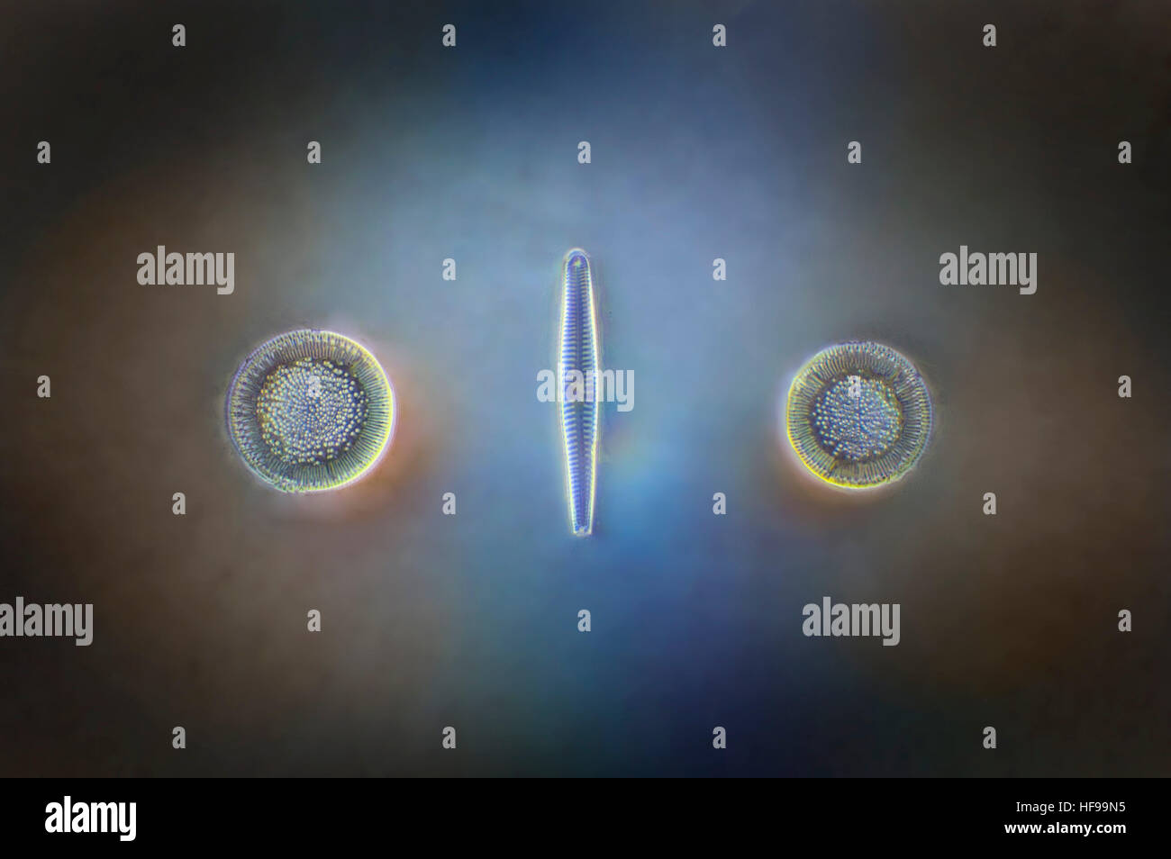 Diatomee fotomicrografia, campo oscuro / a contrasto di fase, illuminazione Foto Stock