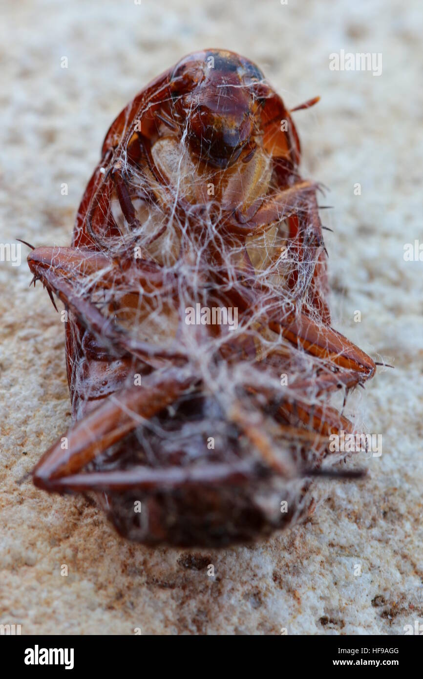 Scarafaggio racchiusi in una tela di ragno che giace sulla sua schiena, piedi fino. Foto Stock