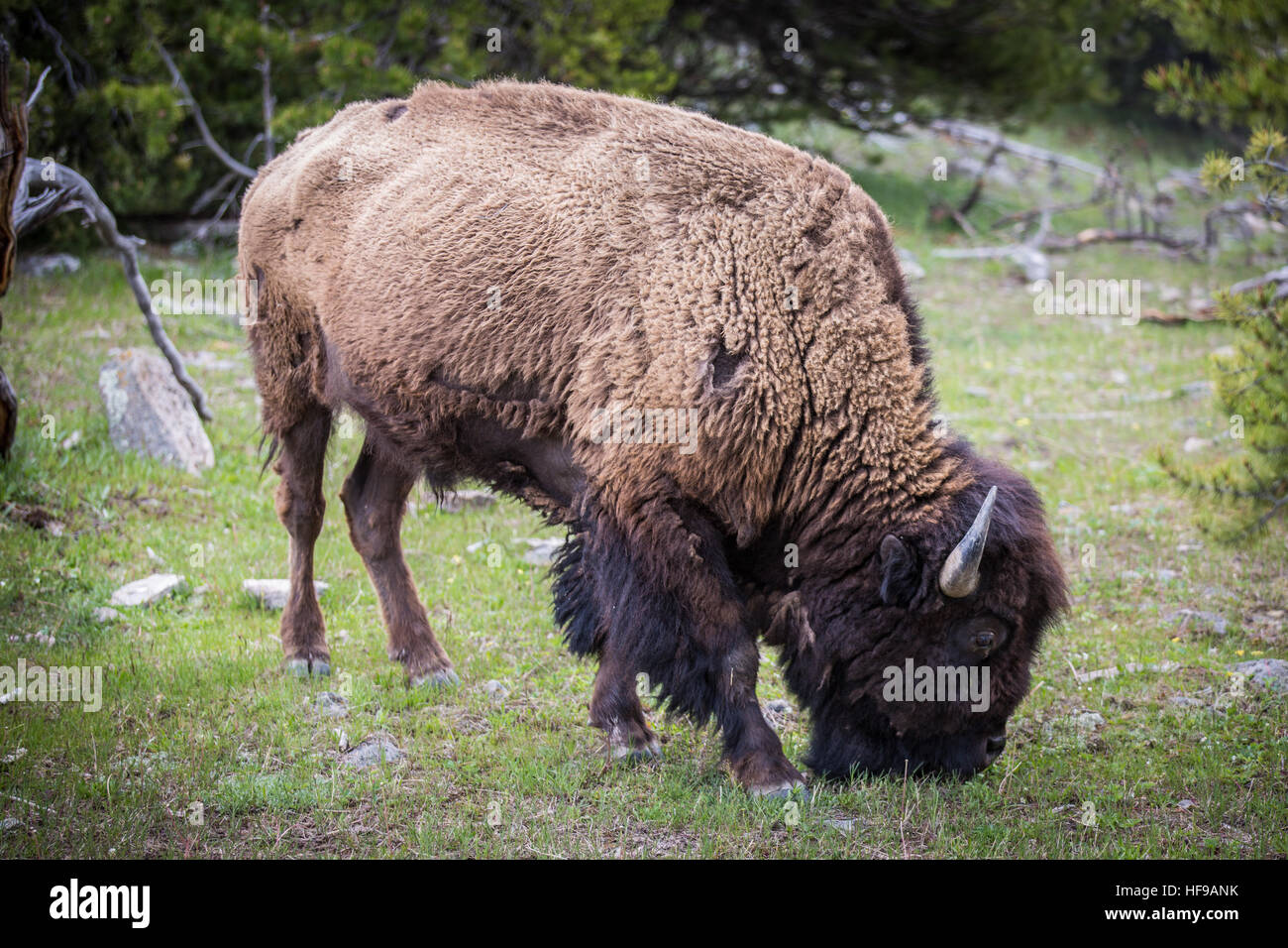 Bisonti al pascolo a Yellowstone Foto Stock