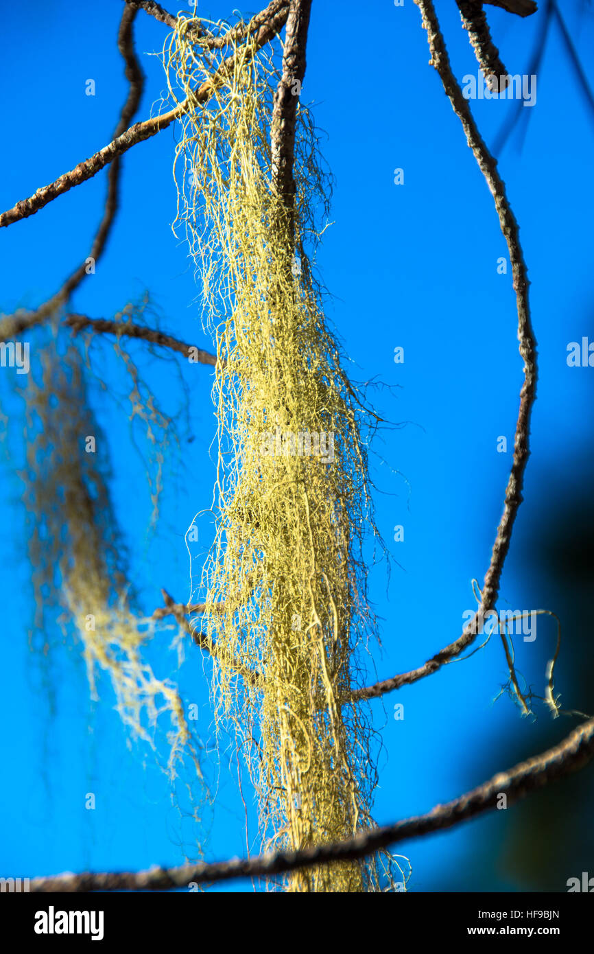 Barba moss cresce a albero a gran canaria Spagna Foto Stock