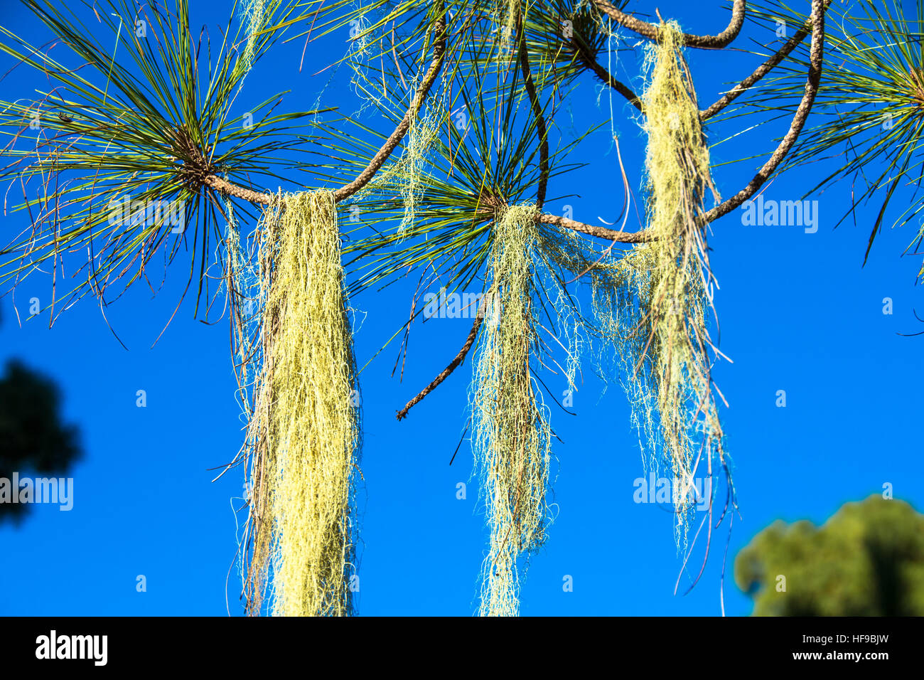 Barba moss cresce a albero a gran canaria Spagna Foto Stock