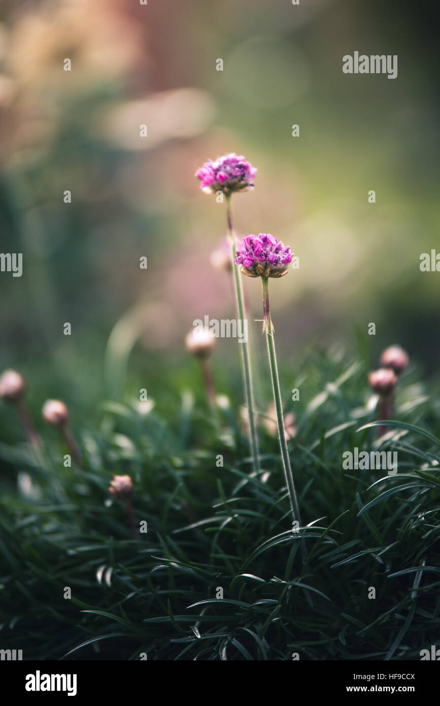 Piccoli fiori di colore rosa. Foto Stock