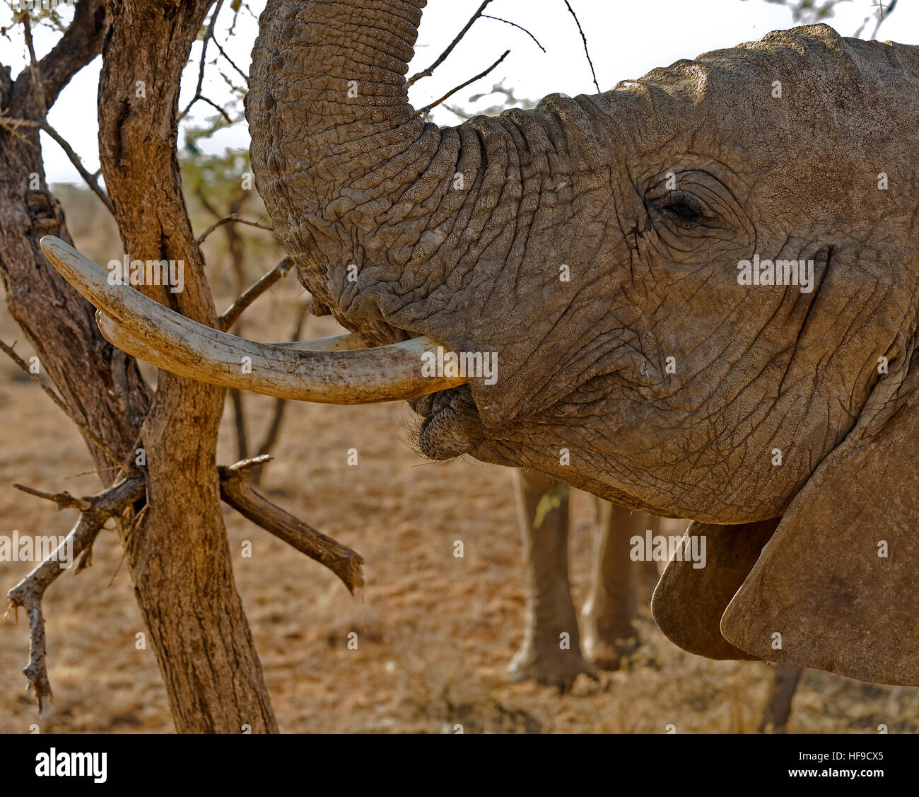 Elephant mostrando zanne Foto Stock