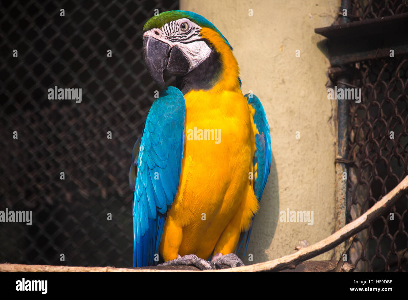 Blue giallo macaw bird presso un santuario degli uccelli in Kolkata, India. Foto Stock