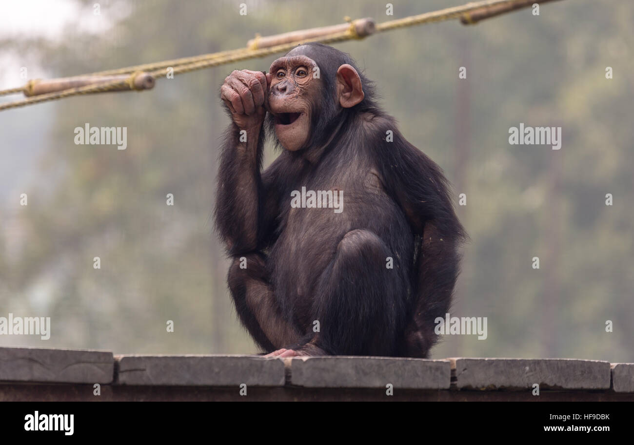 Uno scimpanzé con cute di espressione in uno zoo in Kolkata, India. Foto Stock