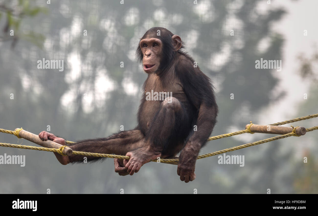 Baby scimpanzé si siede comodamente su un tetto appeso allo zoo in Kolkata. Foto Stock