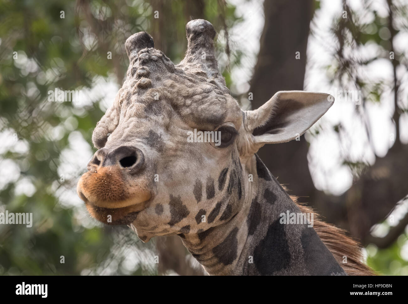 Close up colpo alla testa (verticale) di una giraffa a kolkata zoo. Foto Stock