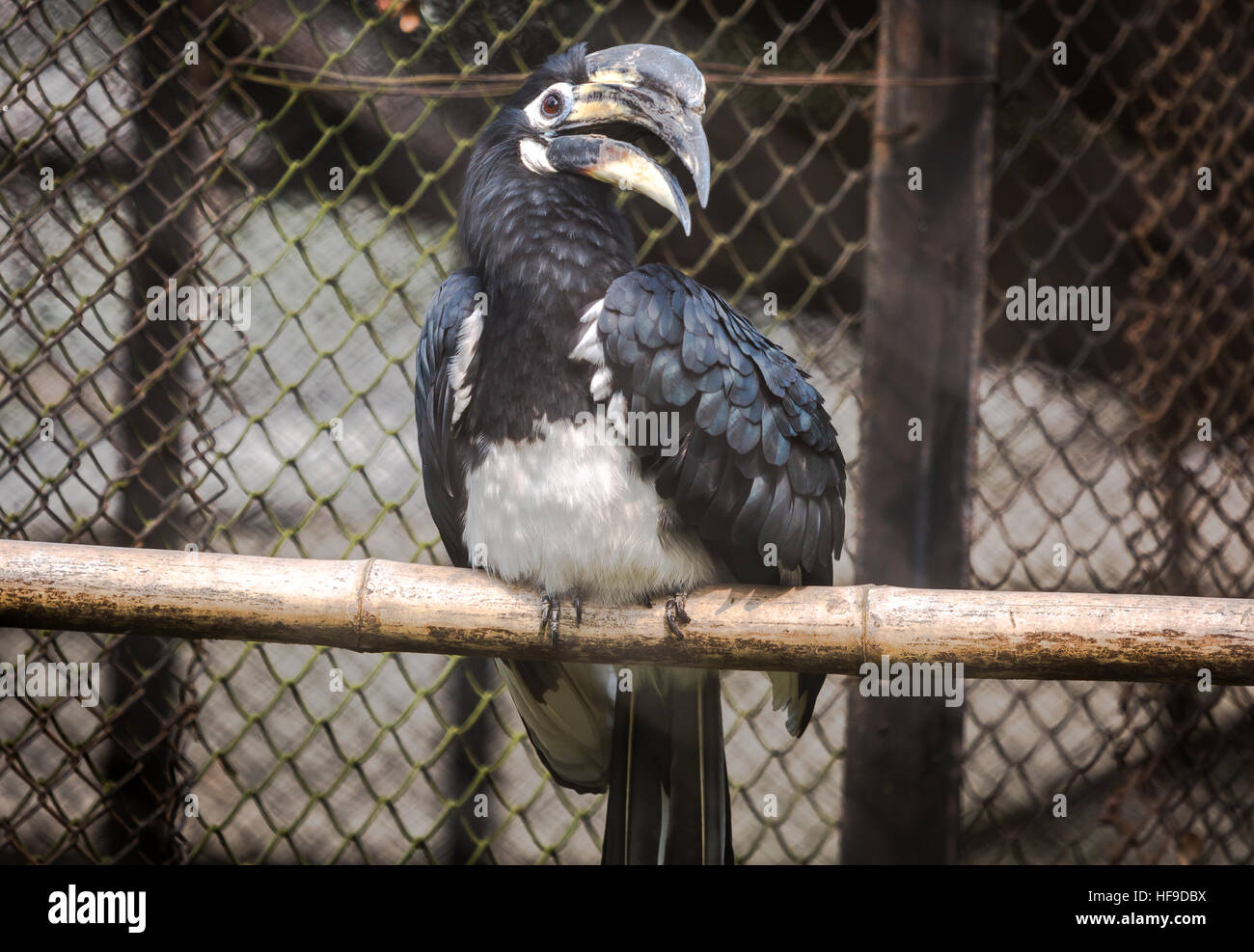 Indian pied hornbill bird presso un santuario degli uccelli in India. Foto Stock