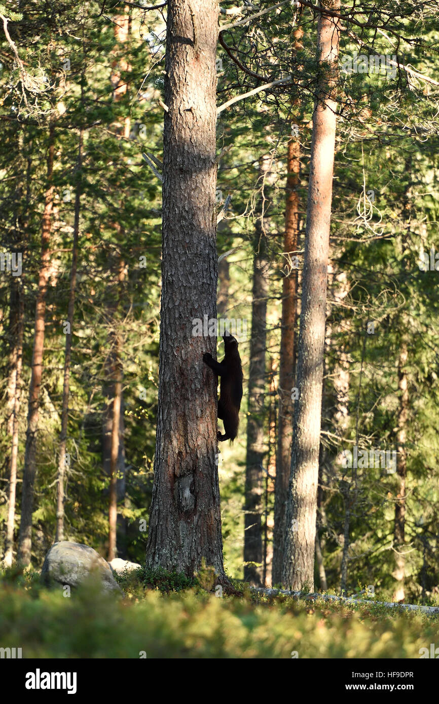 Wolverine arrampicata su albero nella foresta a estate Foto Stock