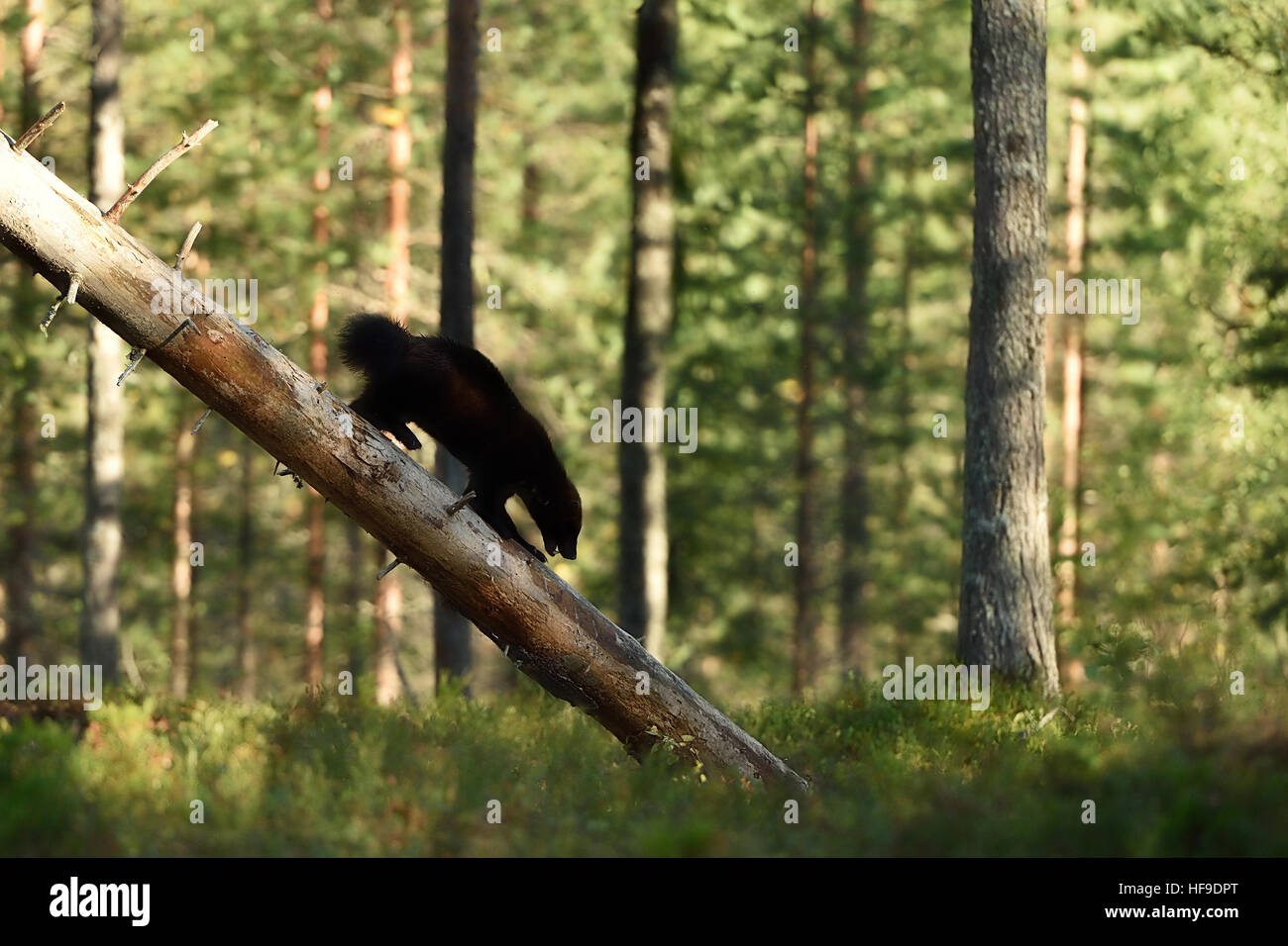 Wolverine arrampicata su albero caduto. wolverine silhouette Foto Stock