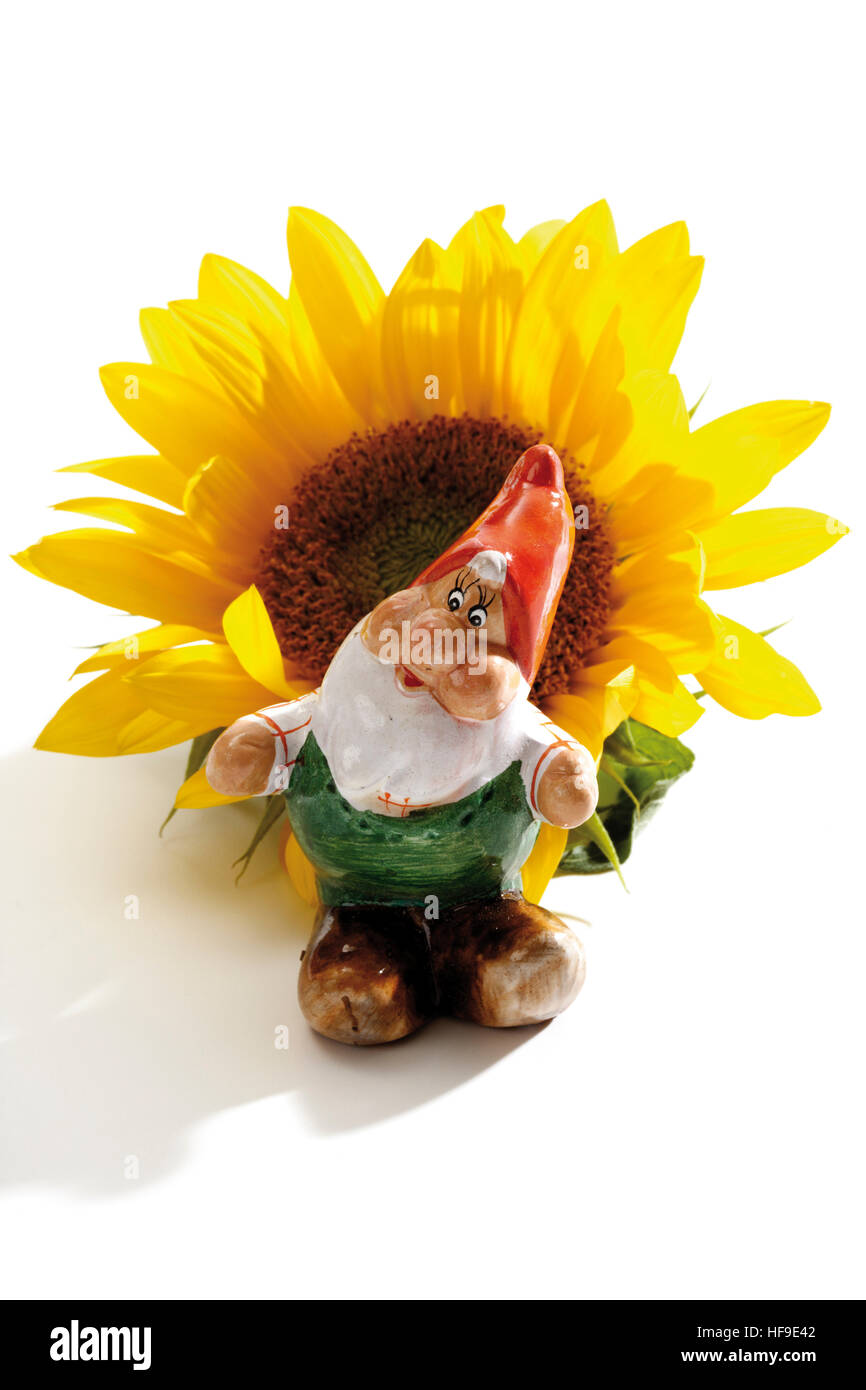Gnomo da giardino nella parte anteriore di un girasole Foto Stock