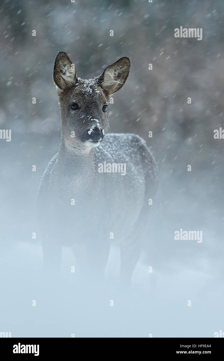 Capriolo in nevicata Foto Stock