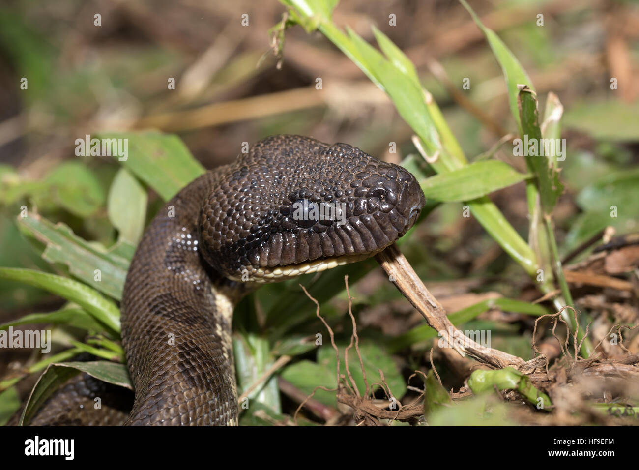 Big snake malgascio, madagascar boa ad albero, (Sanzinia madagascariensis ) non velenose boa specie endemica per l'isola di Madagascar. Ambra Nat di montagna Foto Stock