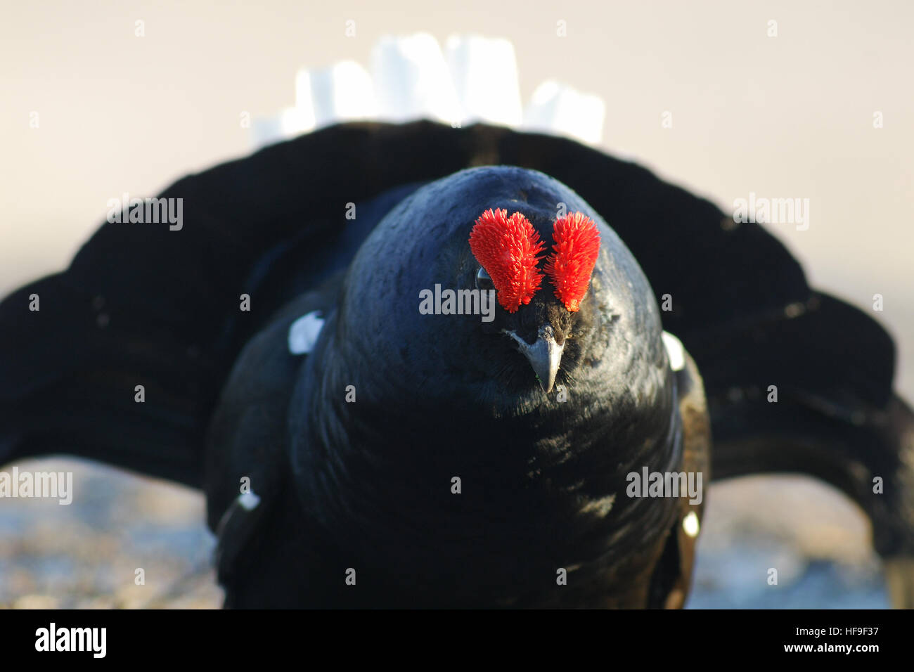 Gallo forcello voce verso di te Foto Stock