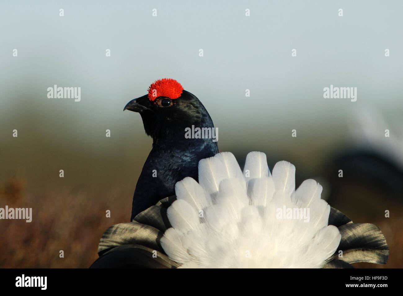 Coda a forma di lira di gallo forcello Foto Stock