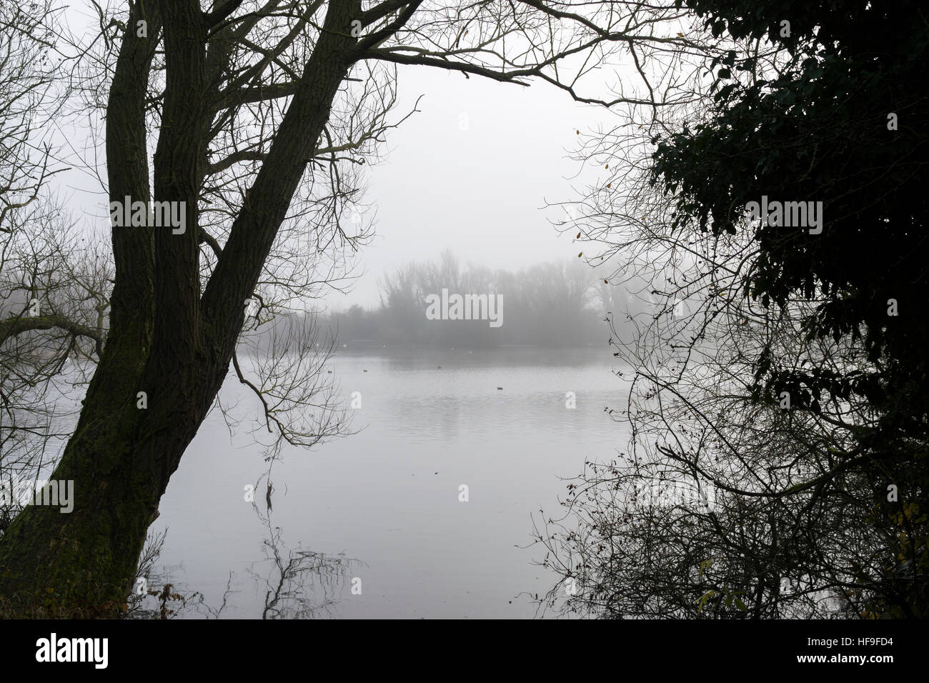 La nebbia sul lago incorniciato da alberi Milton Park Milton Cambridge Cambridgeshire England 2016 Foto Stock