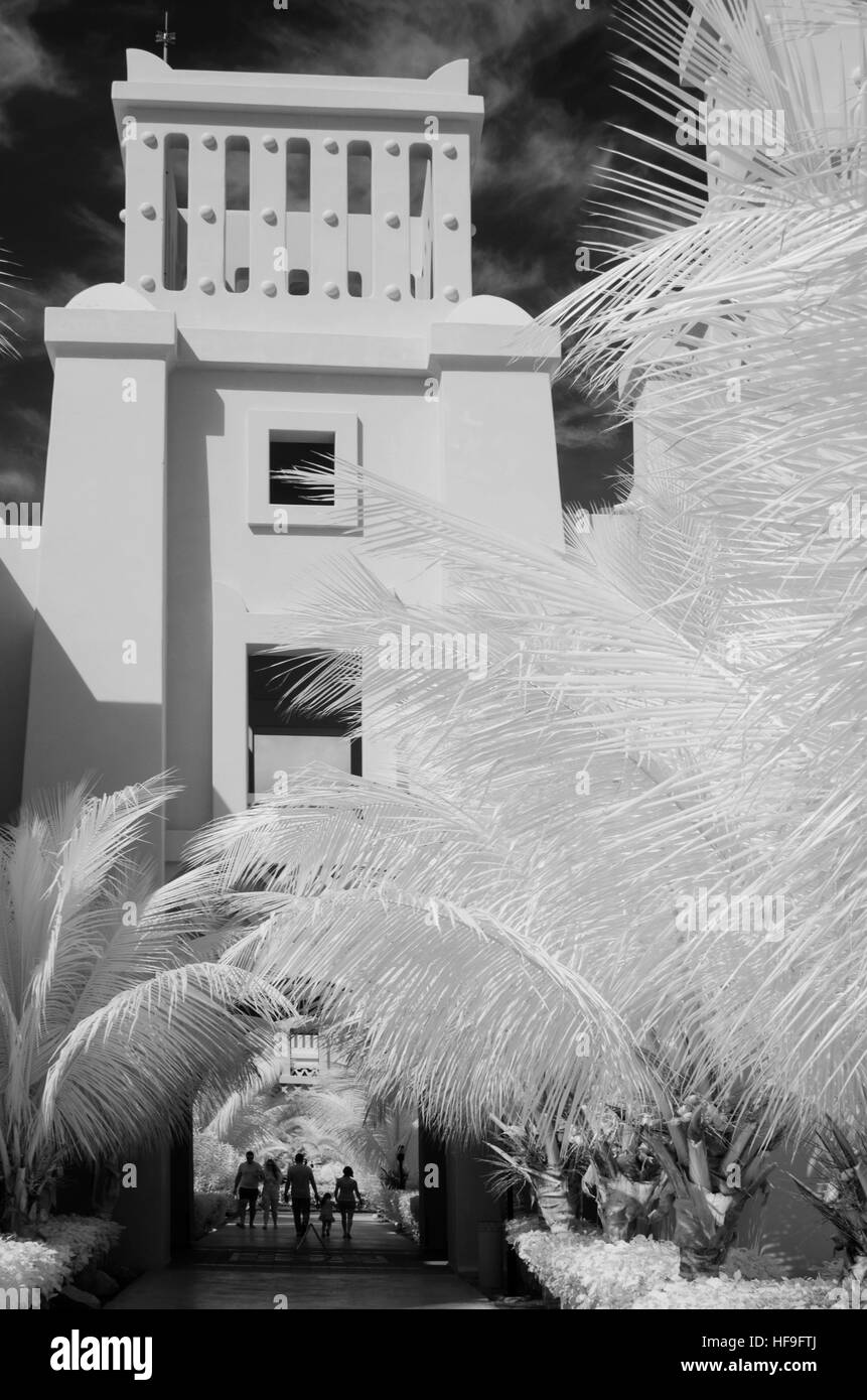 Le fronde delle palme a Riu Hotel Boa Vista numero 3631 Foto Stock
