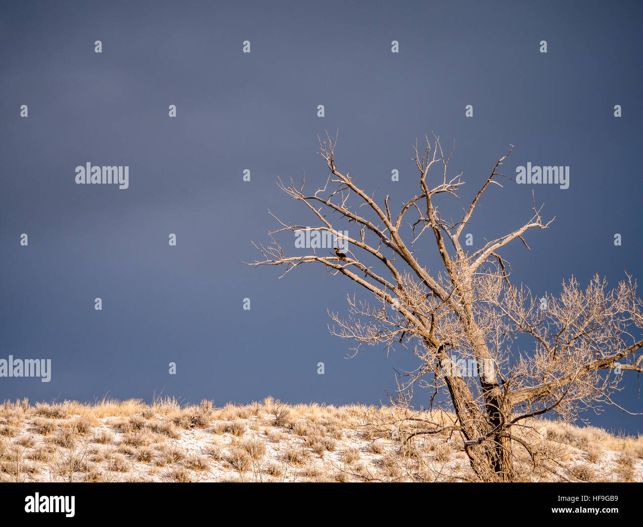 Rosso solitario tailed hawk in albero sfrondato in inverno Foto Stock